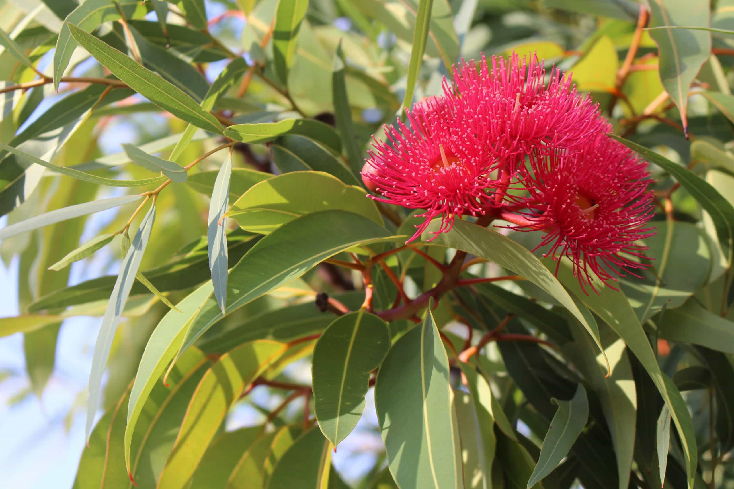Eucalyptus flower