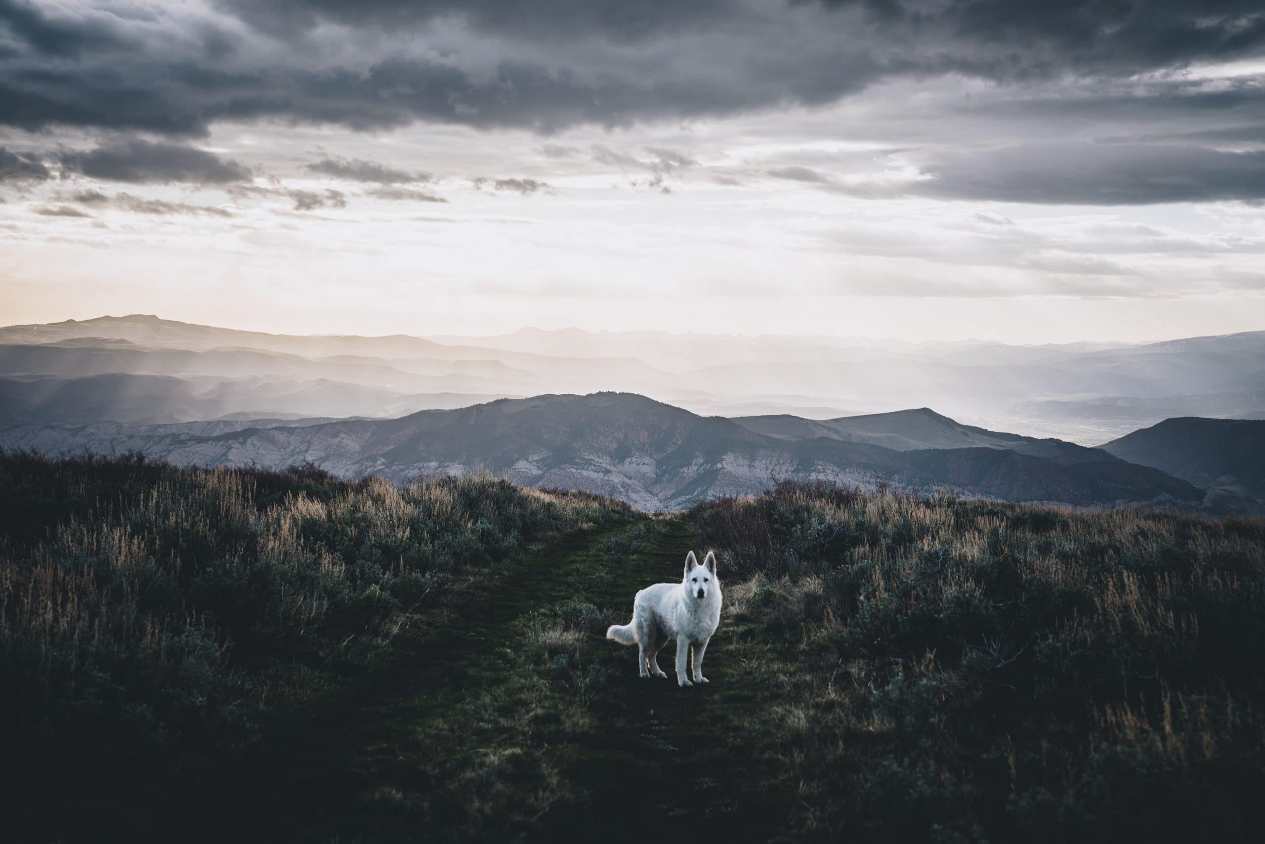 A white wolf