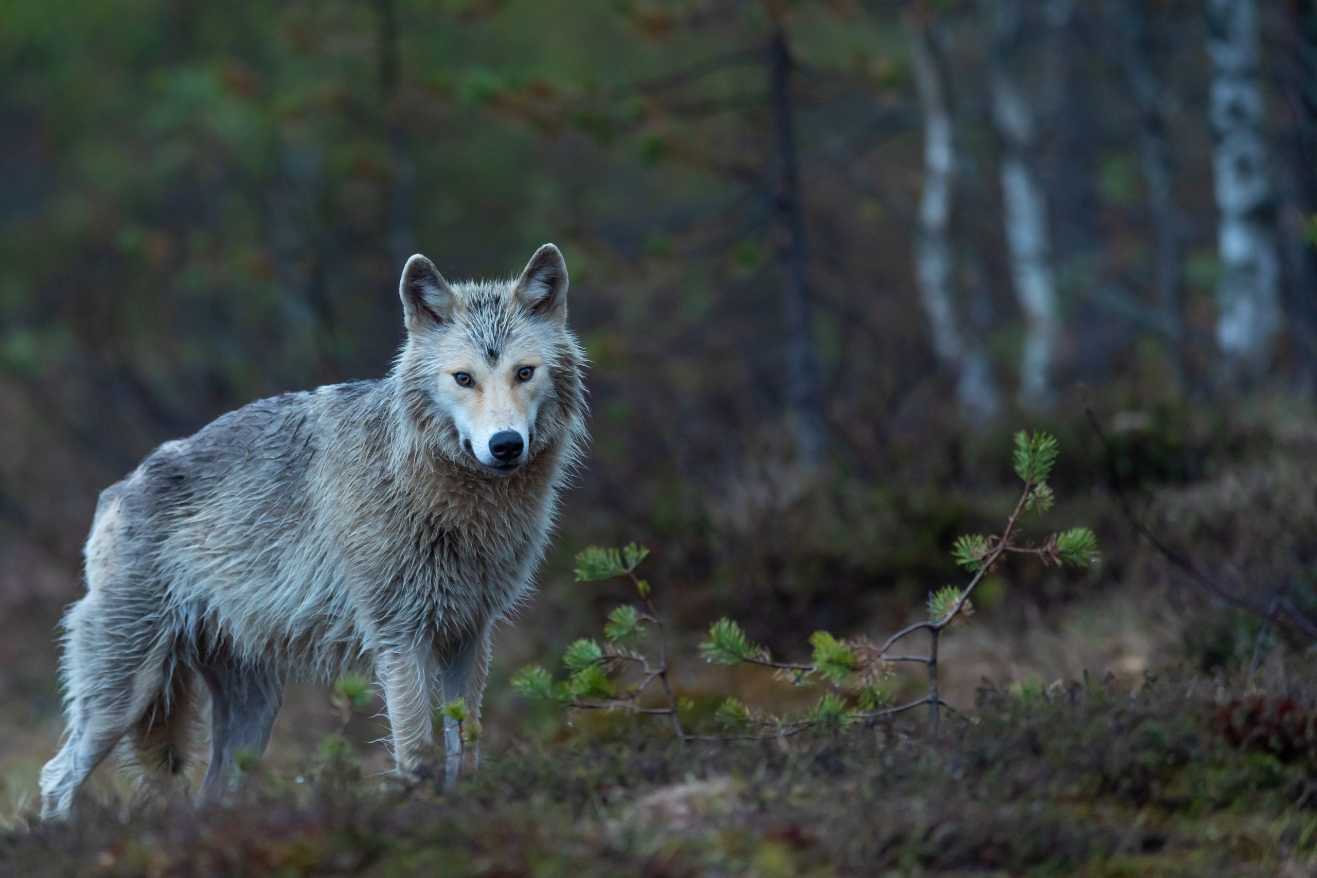 A wolf picture